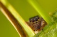 /album/salticidae/evarcha-arcuata-skakavka-cierna-pp-jpg/